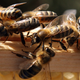 Image for article titled Bees Is Risen!